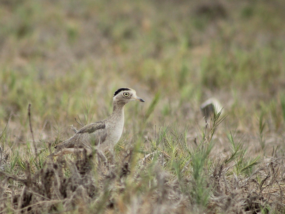 Peruvian Thick-knee - ML646084145