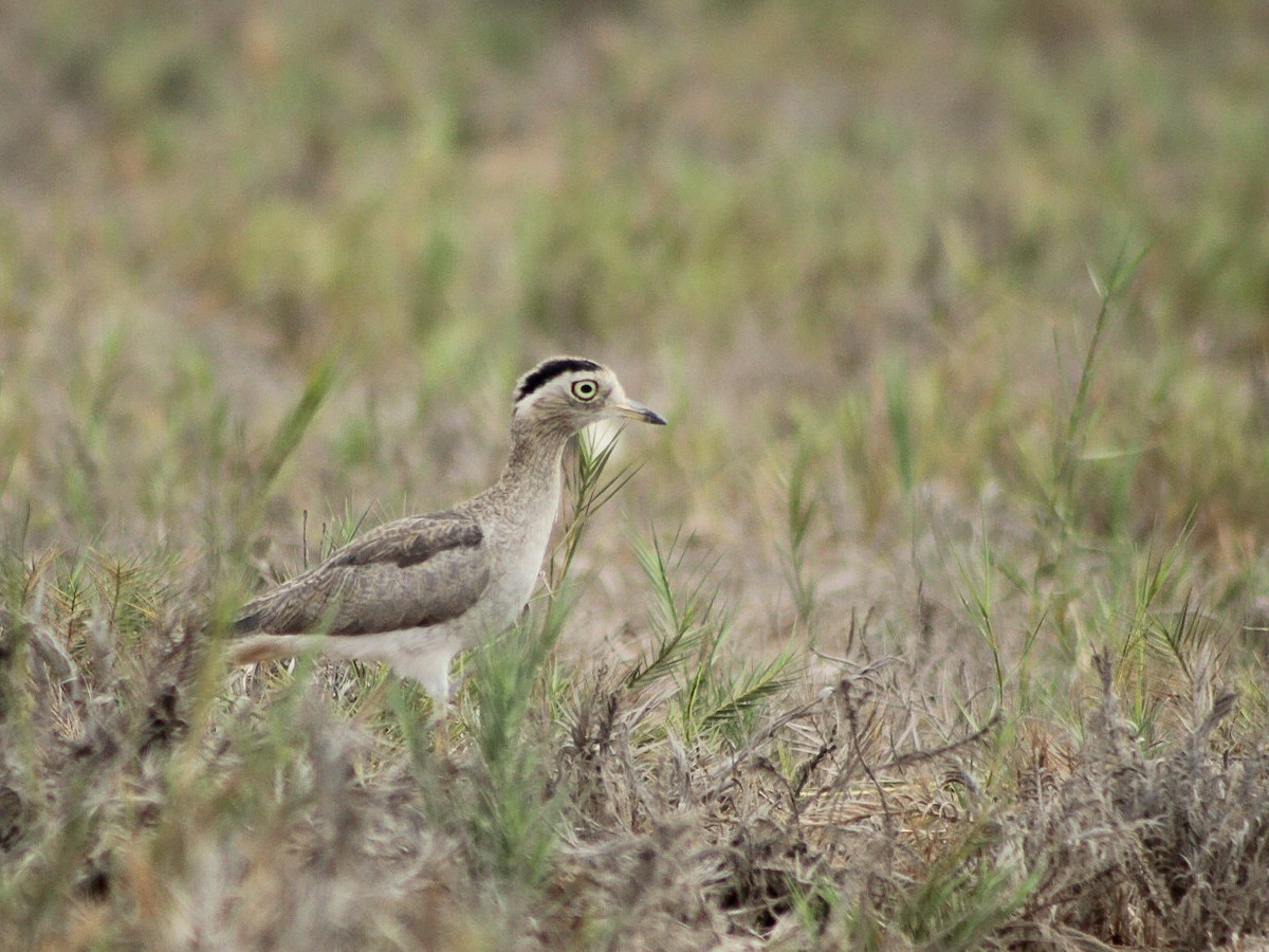 Peruvian Thick-knee - ML646084146