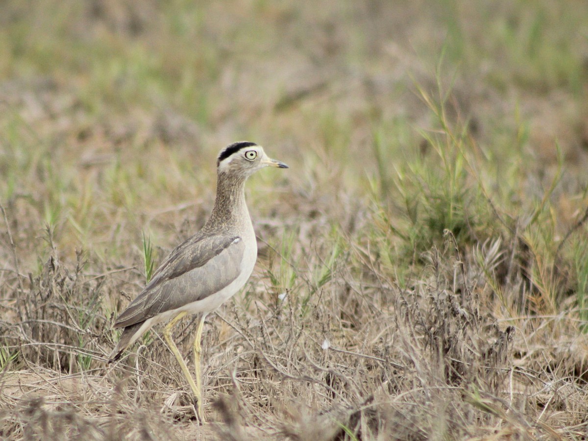 Peruvian Thick-knee - ML646084147