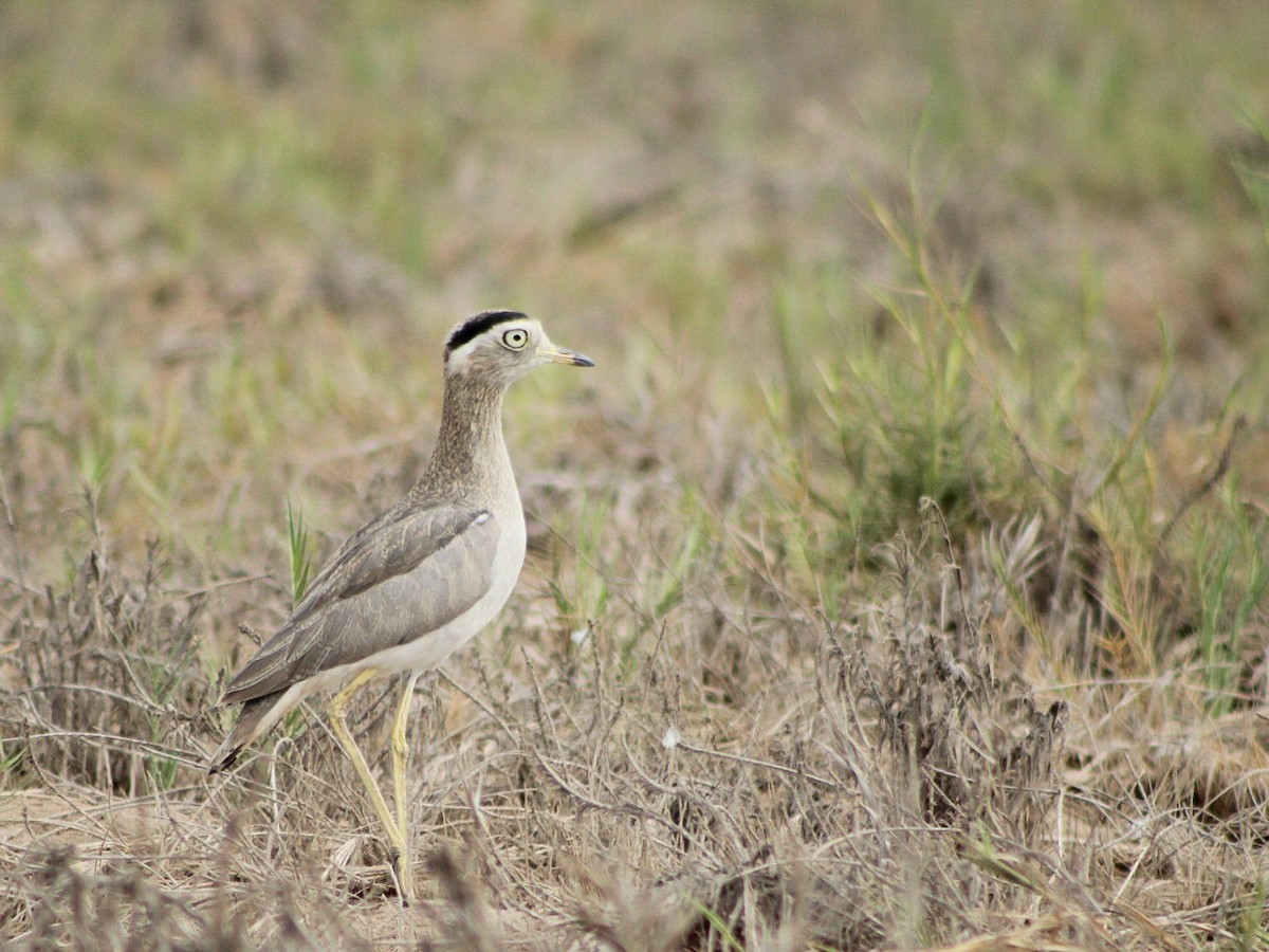 Peruvian Thick-knee - ML646084148