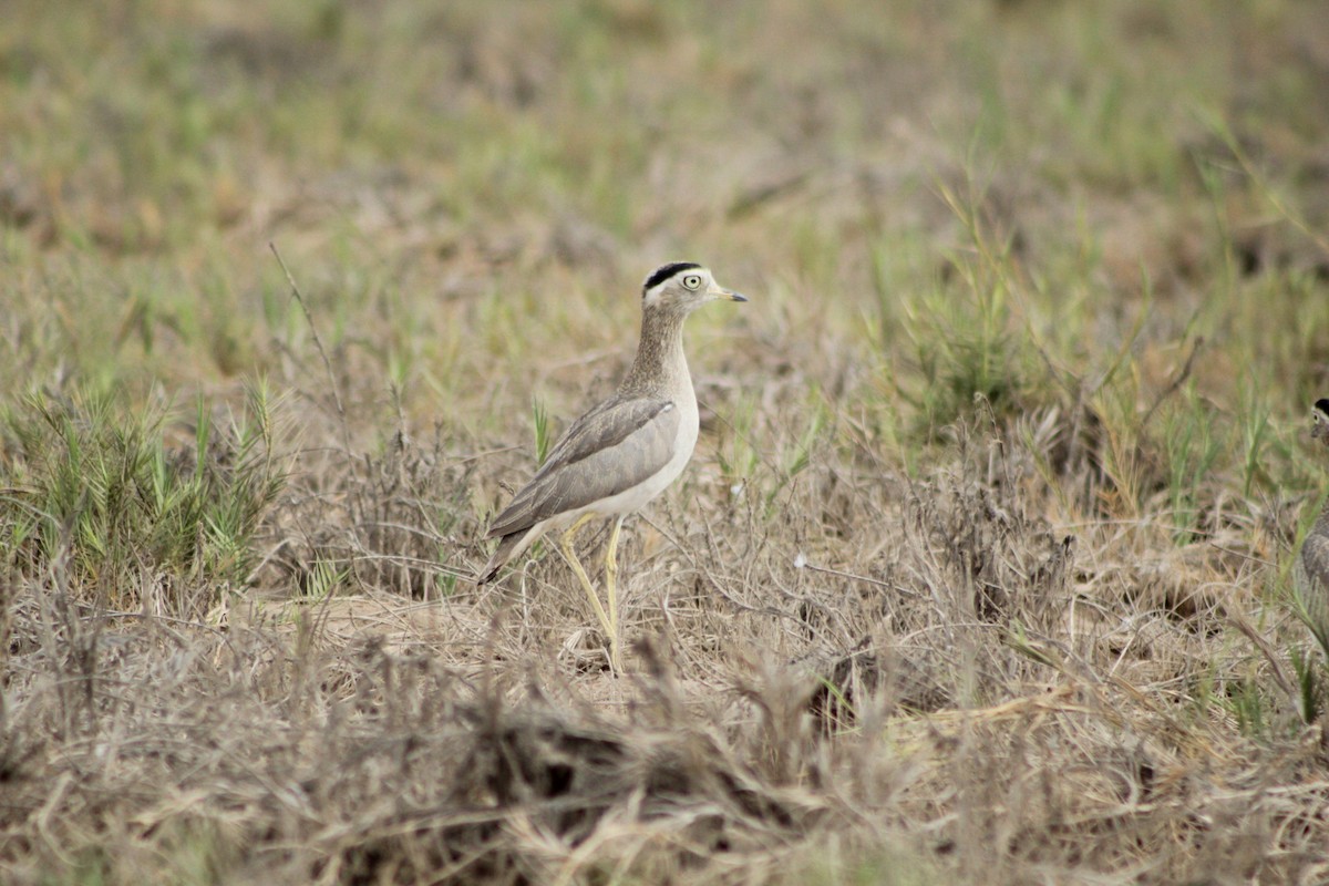 Peruvian Thick-knee - ML646084149