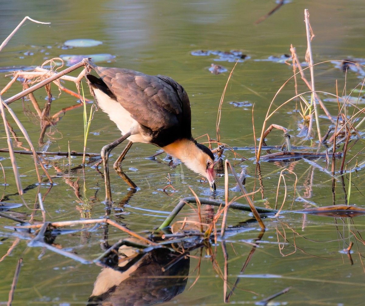 Comb-crested Jacana - ML646084152