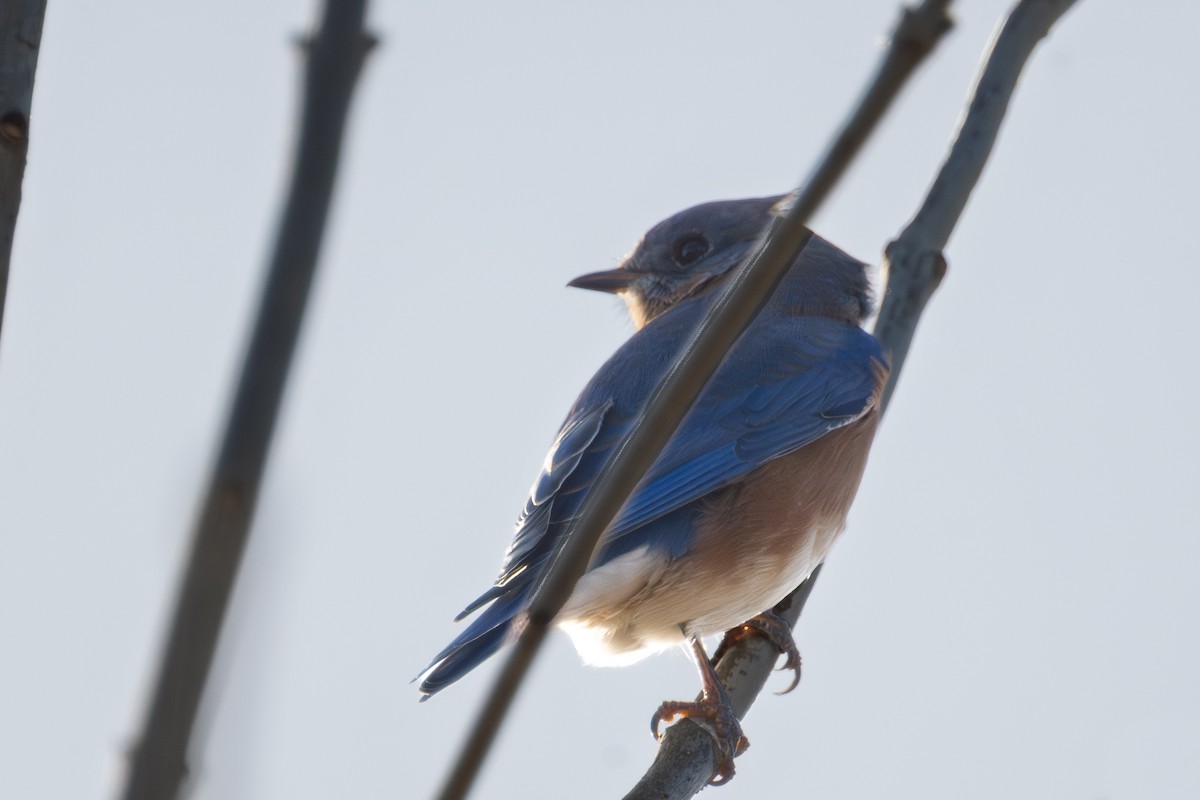Eastern Bluebird - ML646084154
