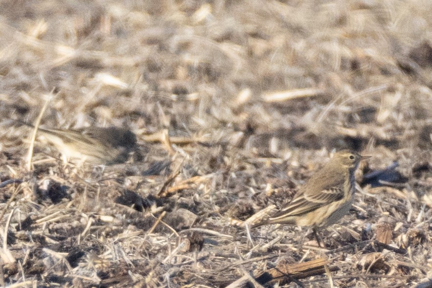 American Pipit - ML646084155