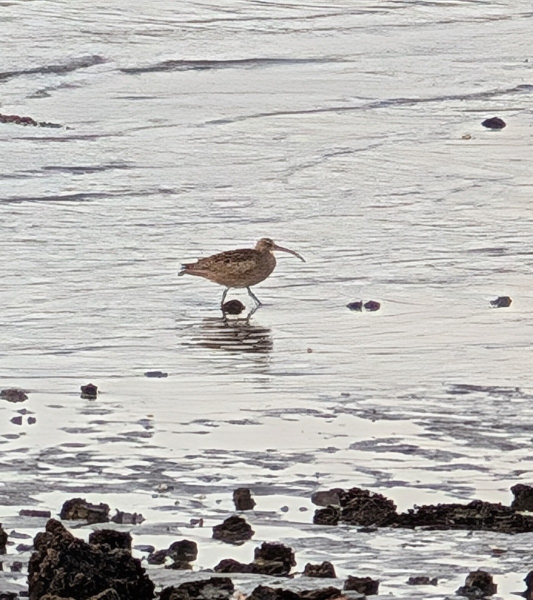 Hudsonian Whimbrel - ML646084169