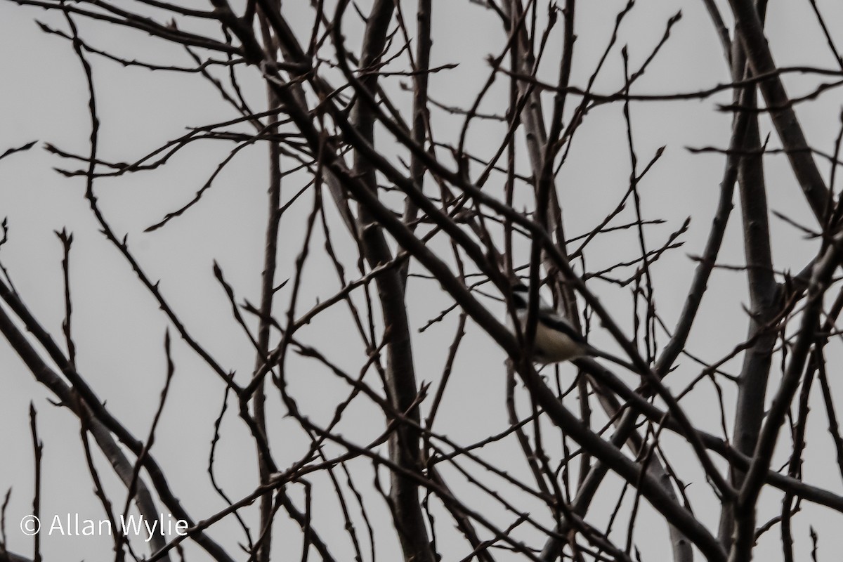 Black-capped Chickadee - ML646084171
