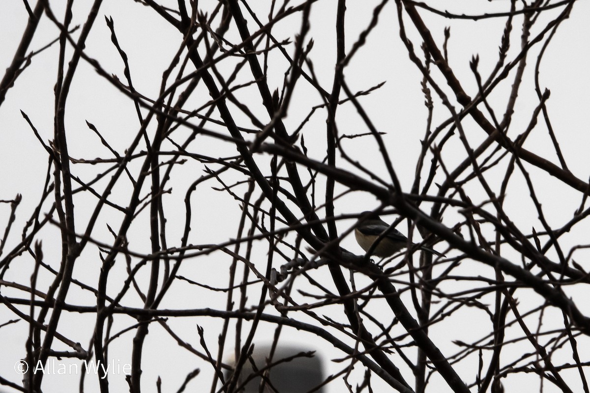 Black-capped Chickadee - ML646084172