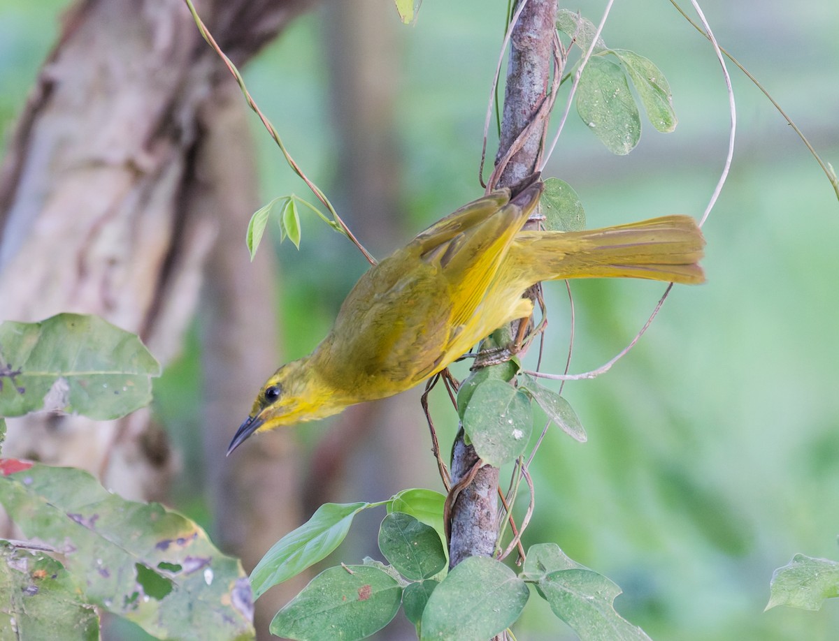 Yellow Honeyeater - ML646084178