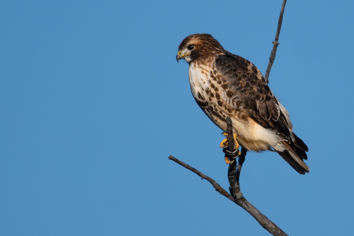 Red-tailed Hawk - ML646084179