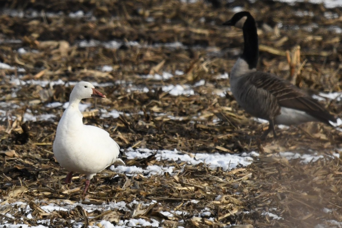 Snow Goose - ML646084180