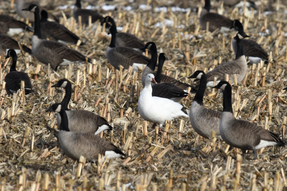 Snow Goose - ML646084181