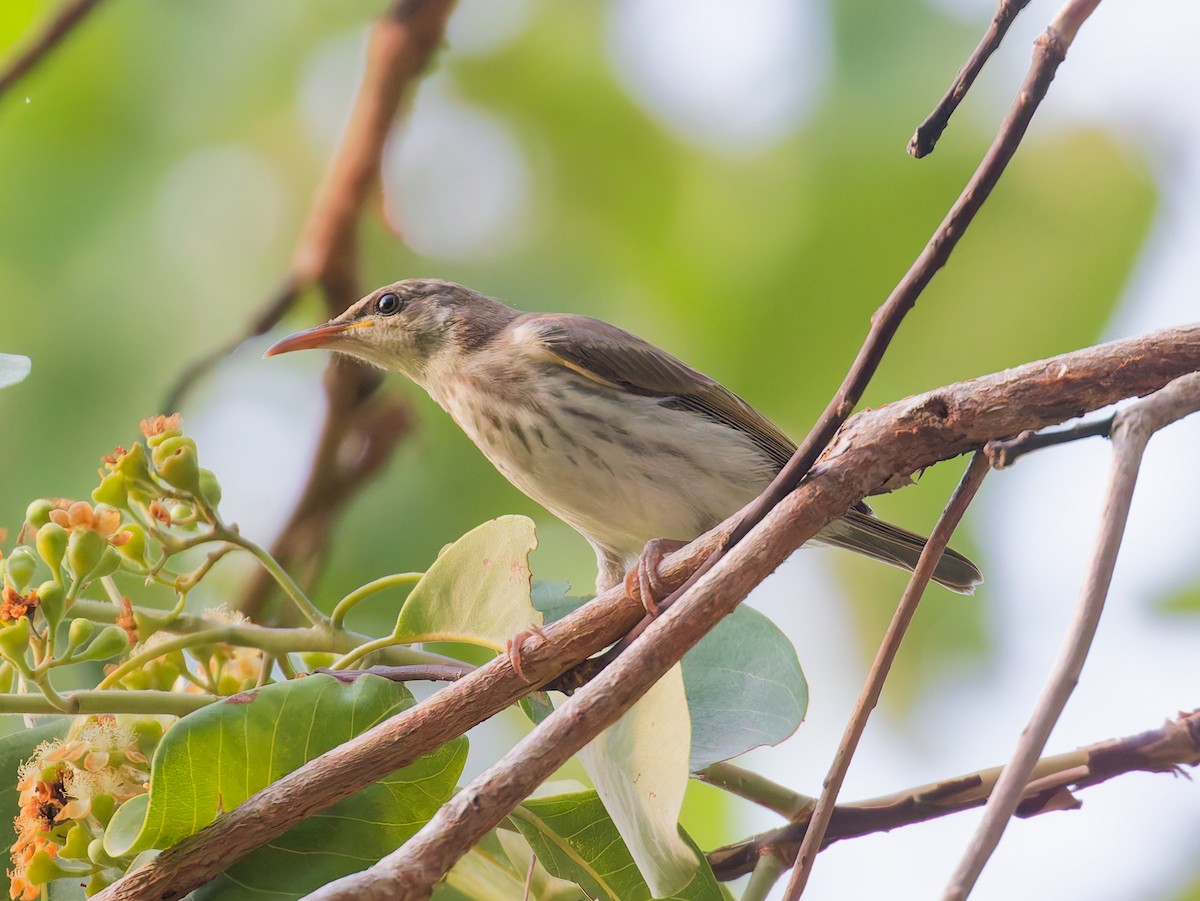 Brown-backed Honeyeater - ML646084183