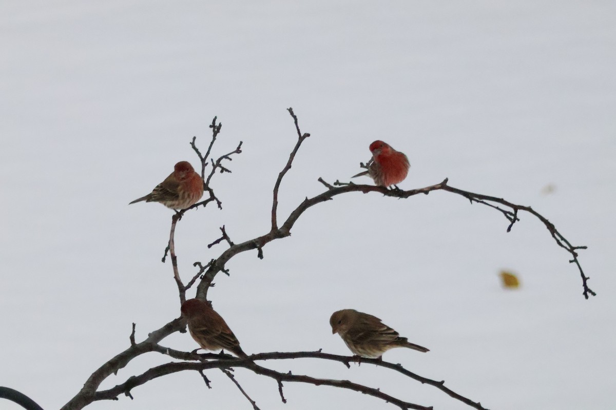 House Finch - ML646084185