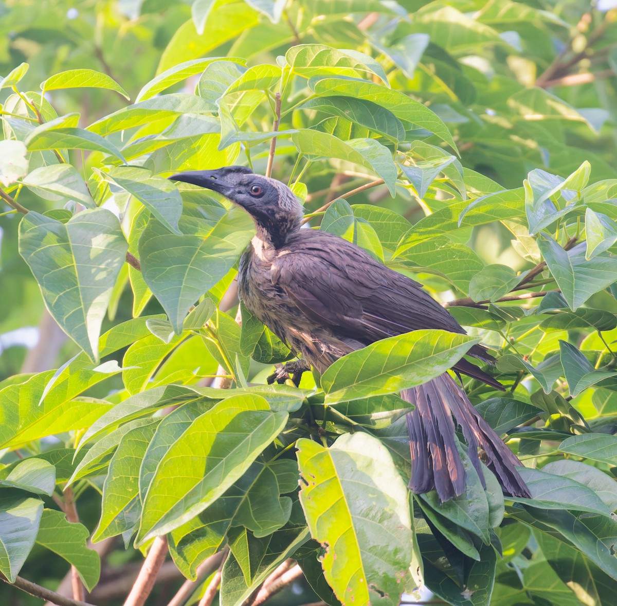 Helmlederkopf - ML646084186