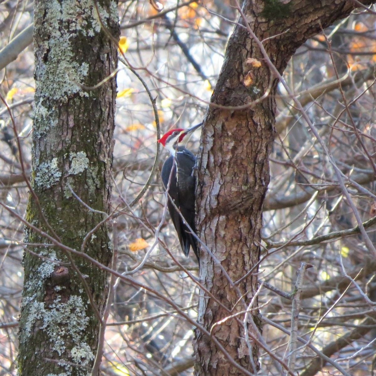 Pileated Woodpecker - ML646084188