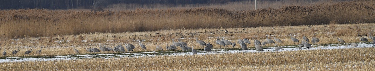 Sandhill Crane (Greater) - ML646084190