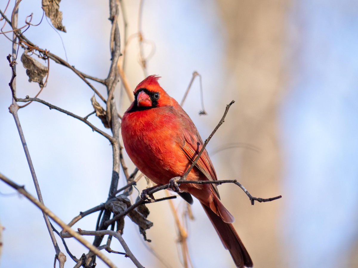 Northern Cardinal - ML646084191