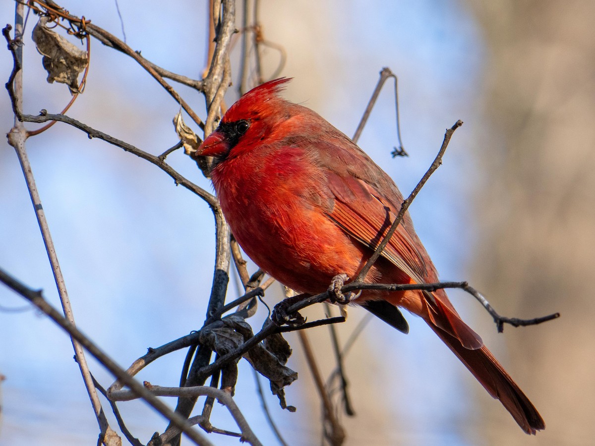 Northern Cardinal - ML646084192