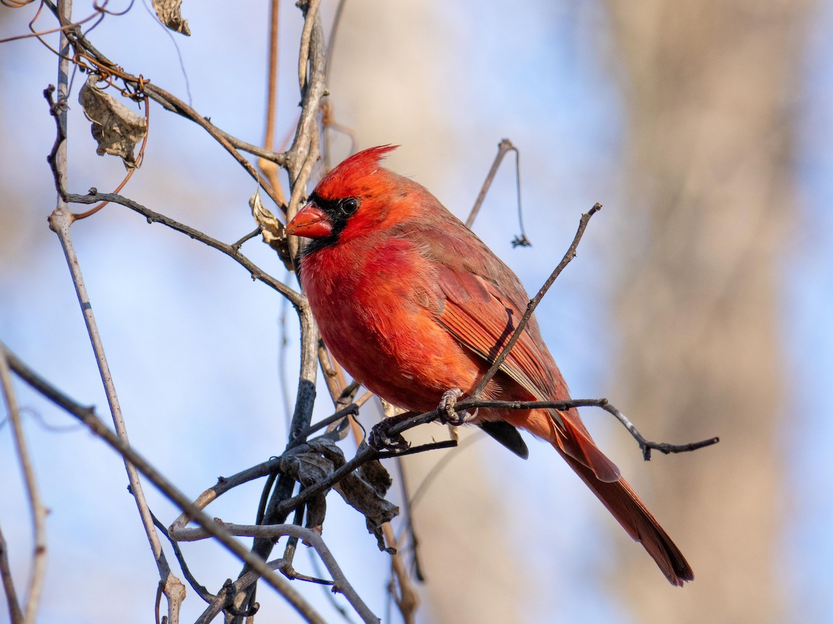Northern Cardinal - ML646084193
