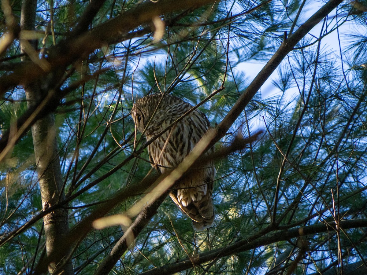 Barred Owl - ML646084199