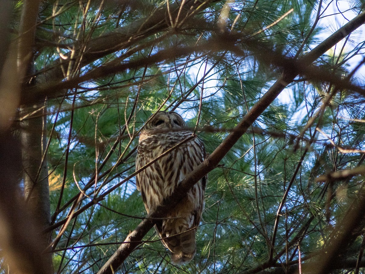 Barred Owl - ML646084200