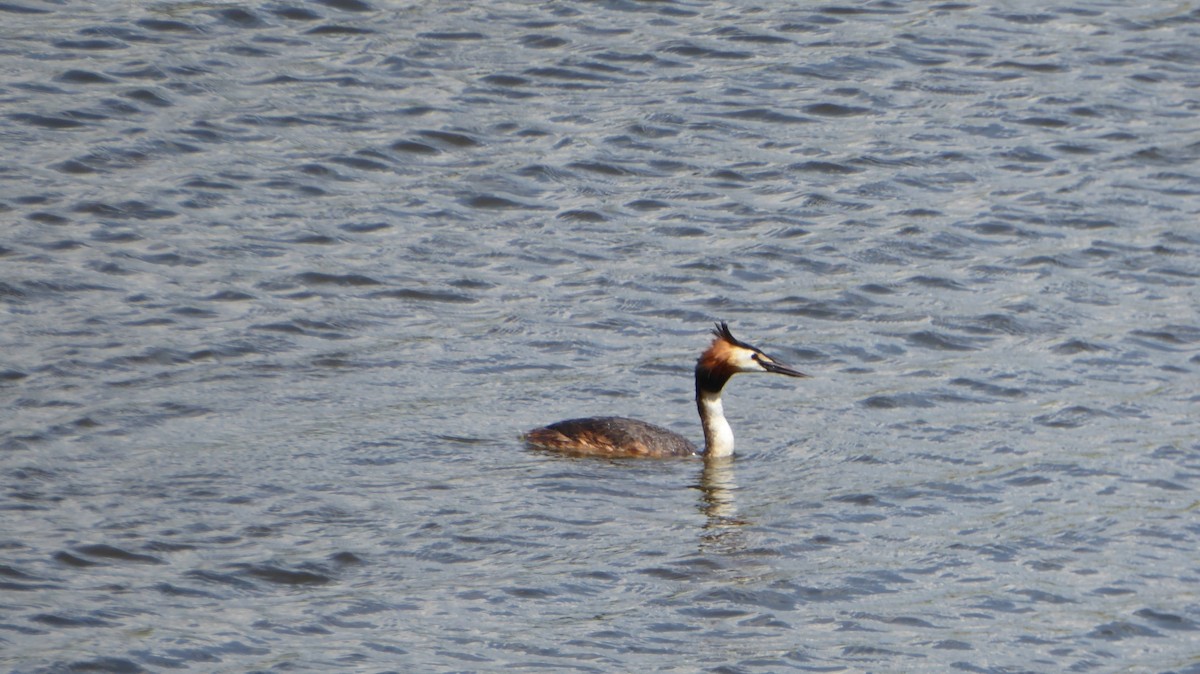טבלן מצויץ - ML646084201