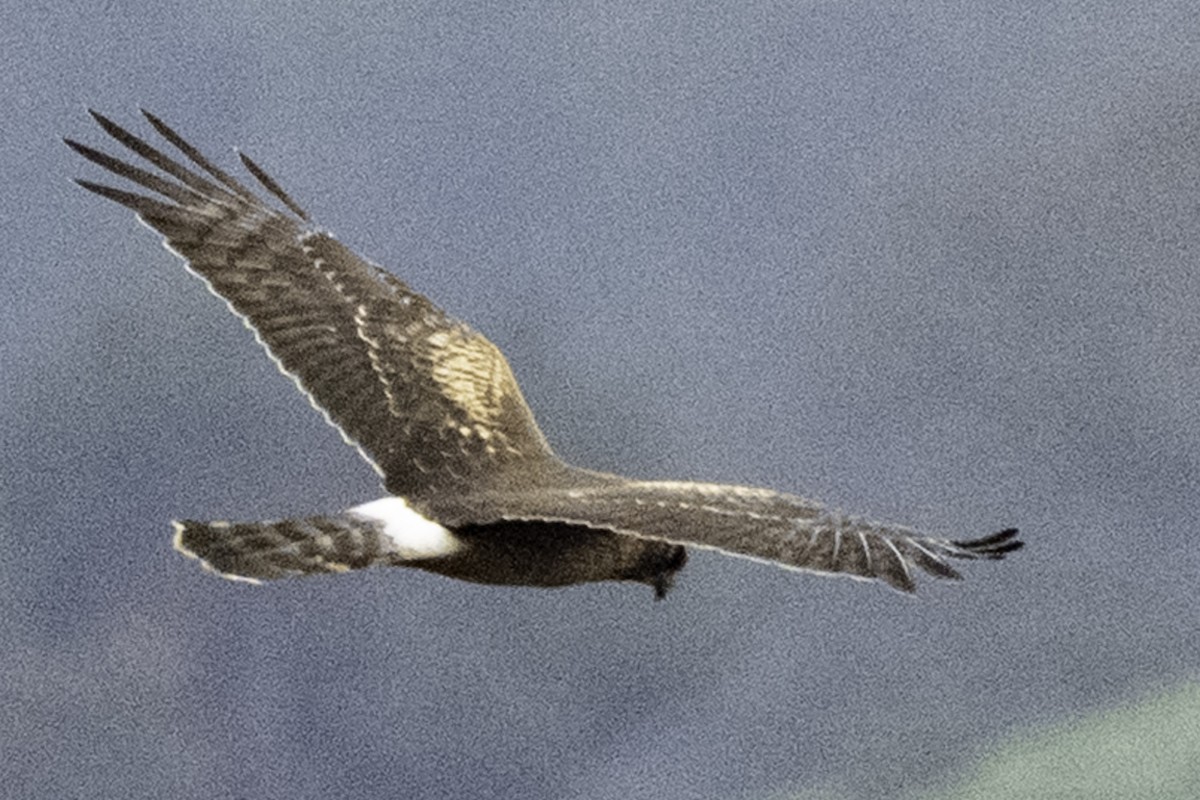 moták severoamerický - ML646084203