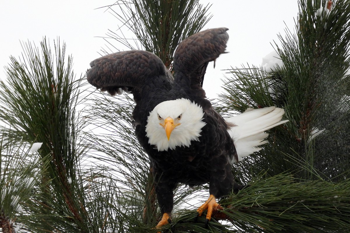 Bald Eagle - ML646084204