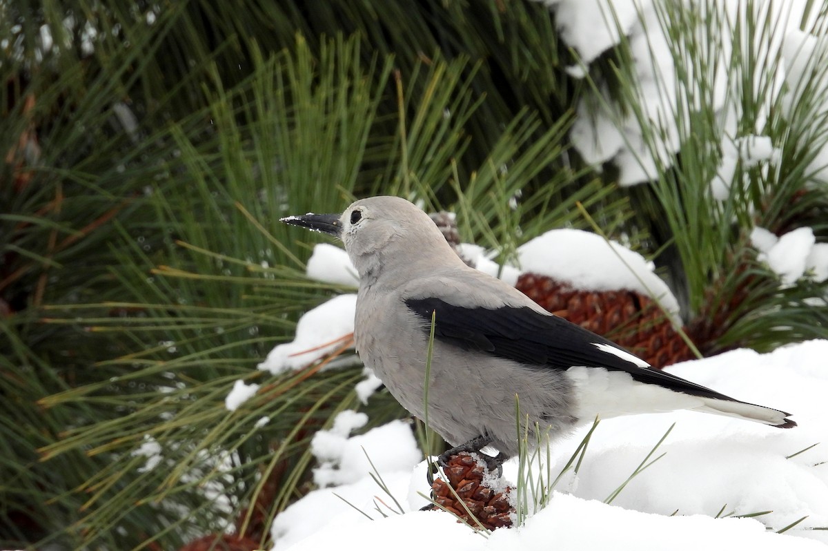 Clark's Nutcracker - ML646084212