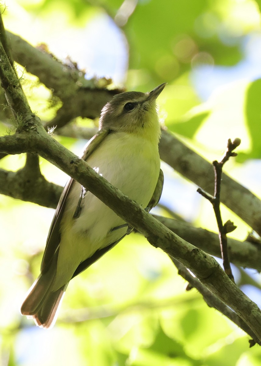 Віреон цитриновий - ML646084213