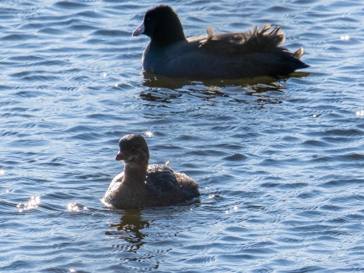 Foulque d'Amérique - ML646084216