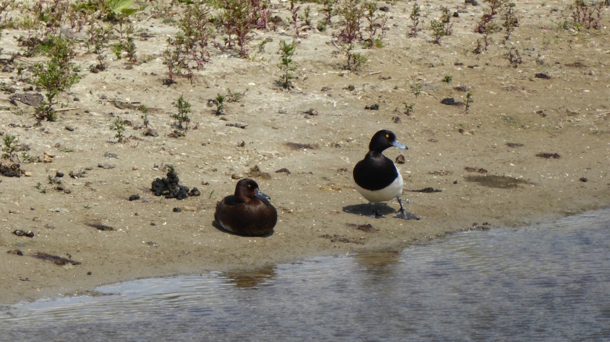 צולל מצויץ - ML646084221