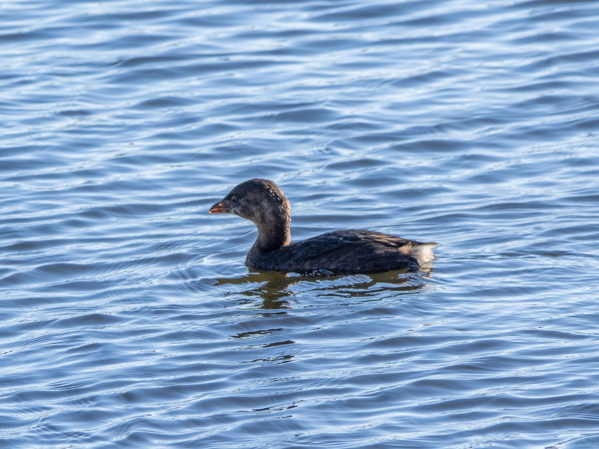 Pied-billed Grebe - ML646084222
