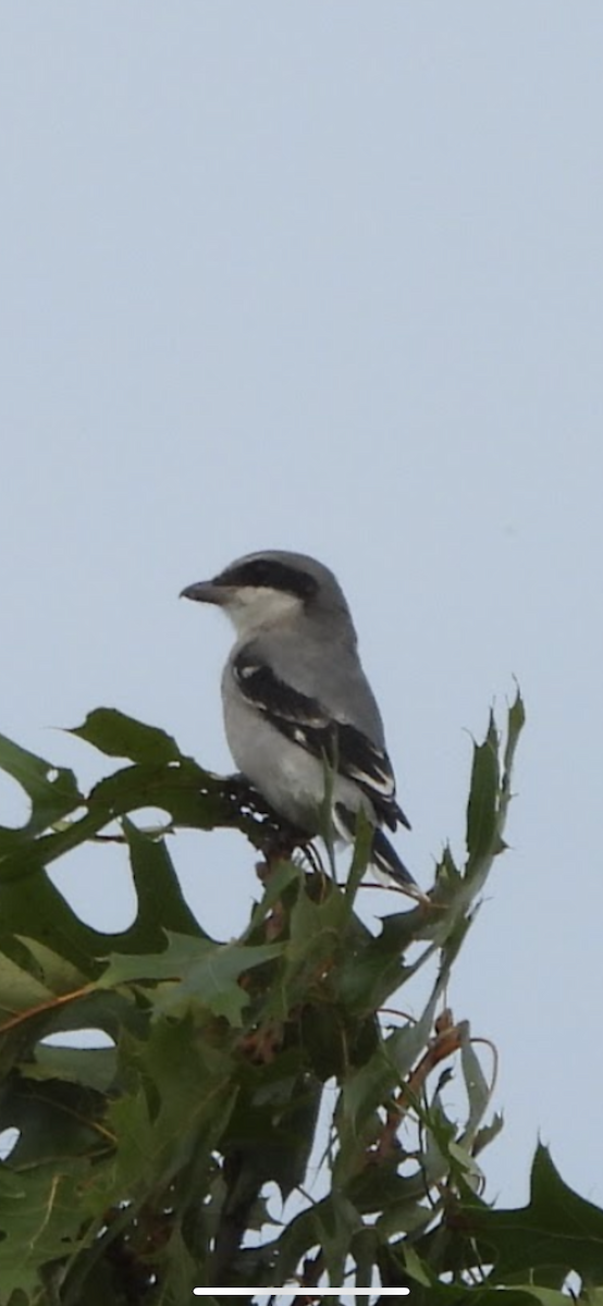 Loggerhead Shrike - ML646084225
