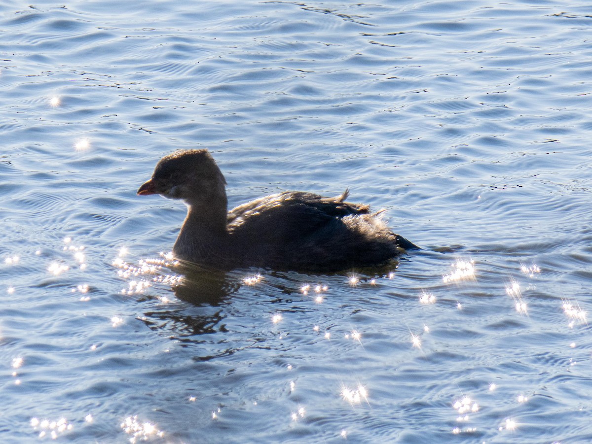 Pied-billed Grebe - ML646084227