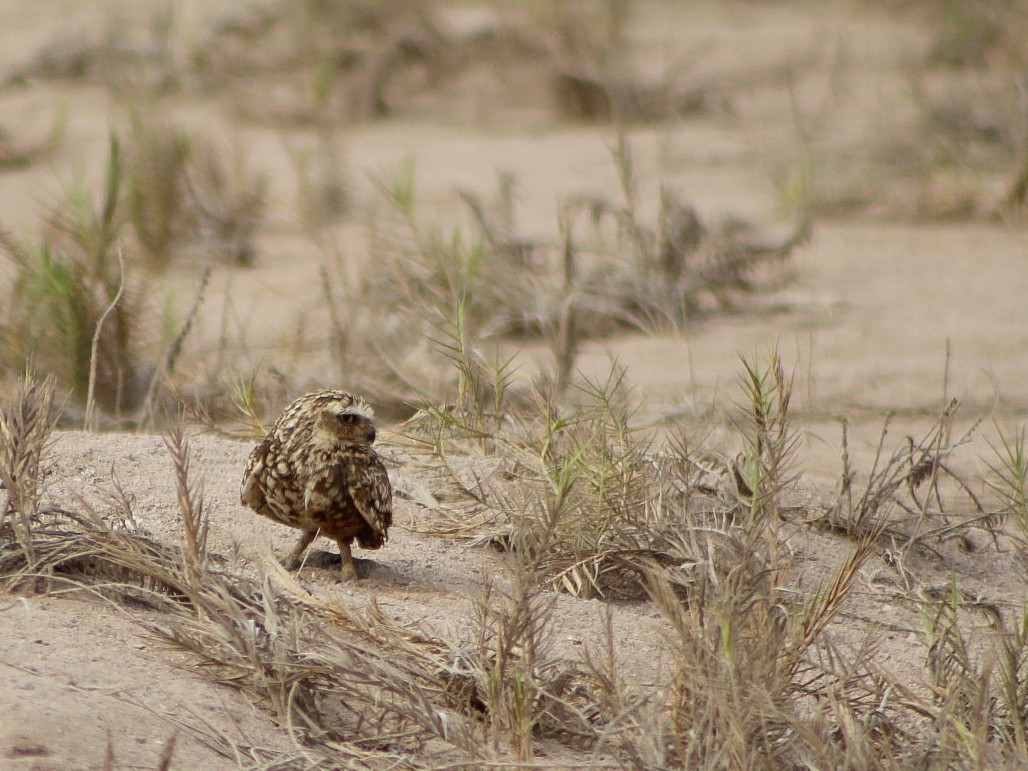 Burrowing Owl - ML646084232