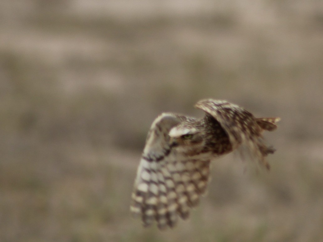 Burrowing Owl - ML646084233