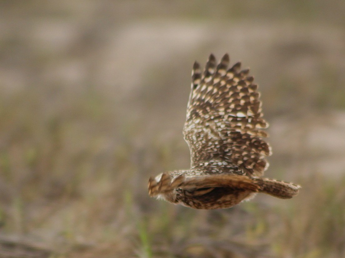 Burrowing Owl - ML646084234