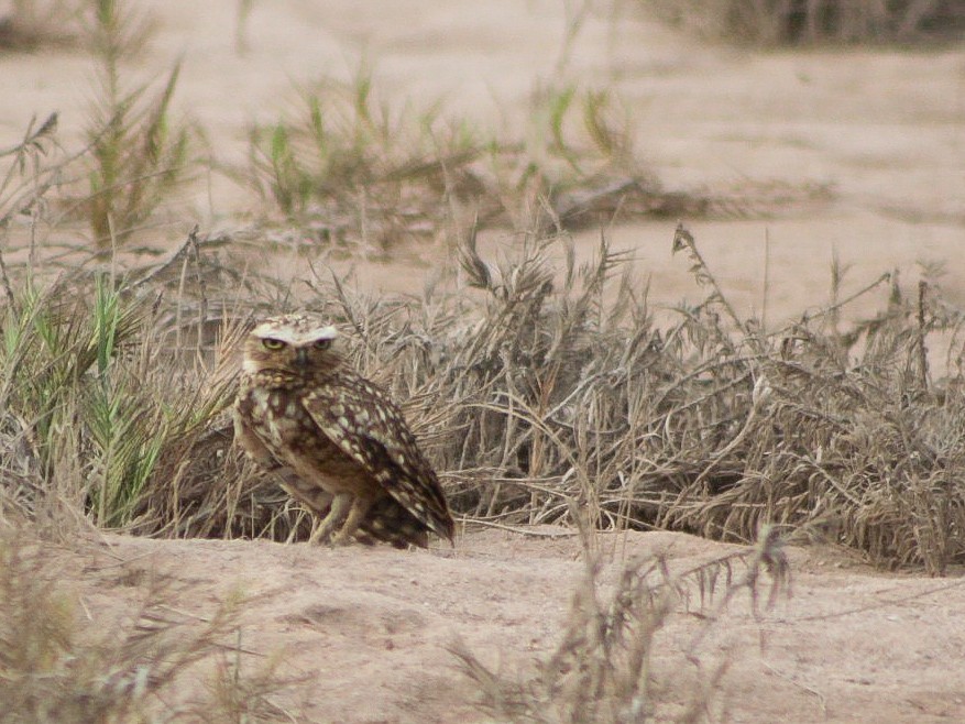 Burrowing Owl - ML646084235