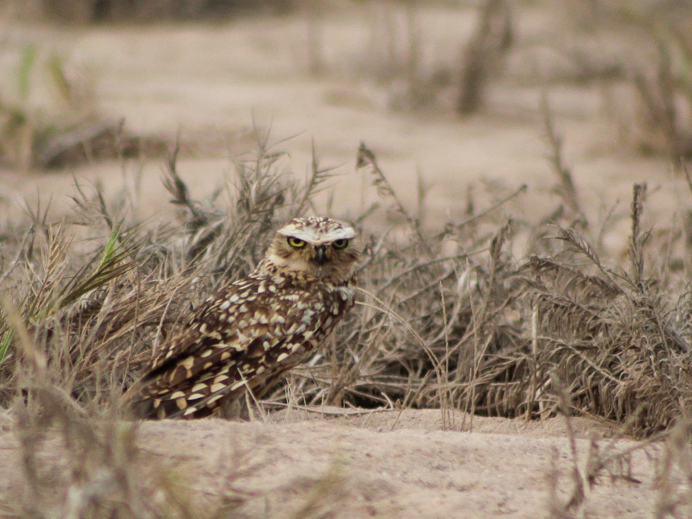 Burrowing Owl - ML646084236