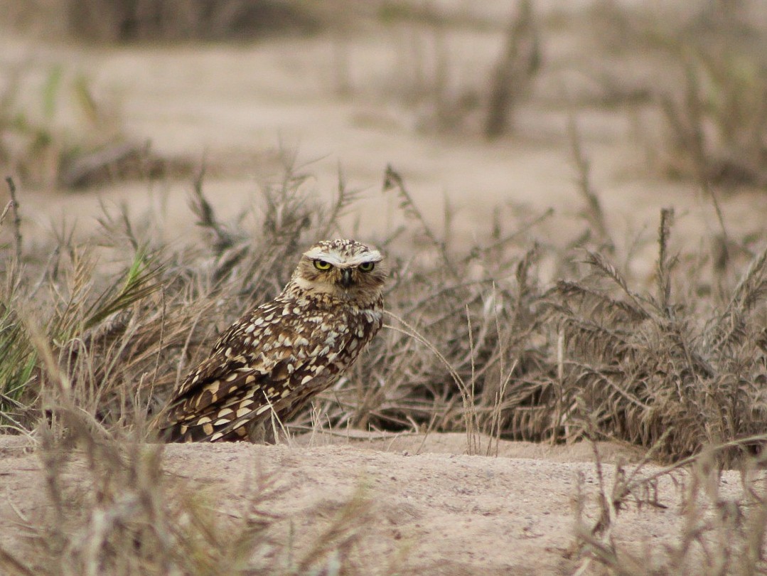 Burrowing Owl - ML646084237