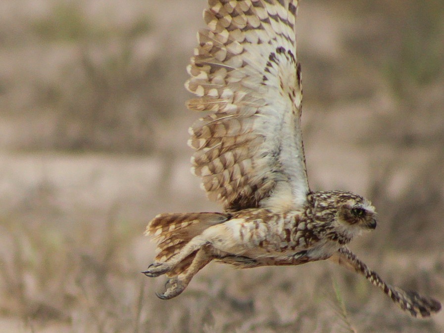 Burrowing Owl - ML646084238