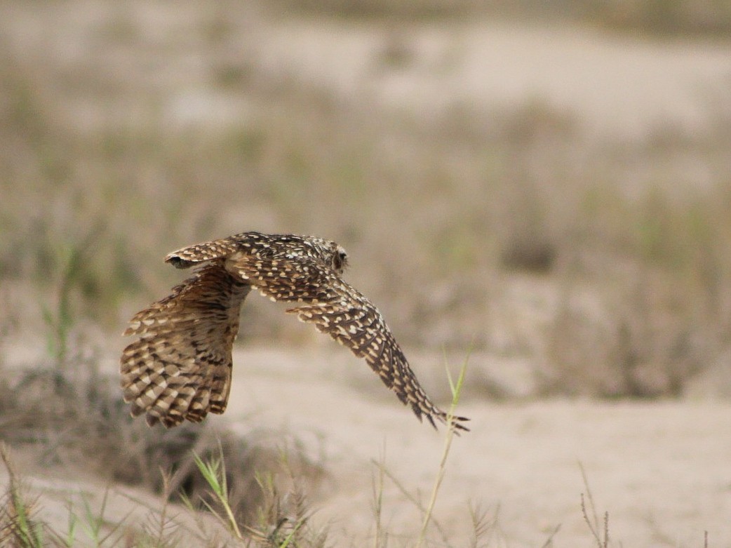 Burrowing Owl - ML646084239