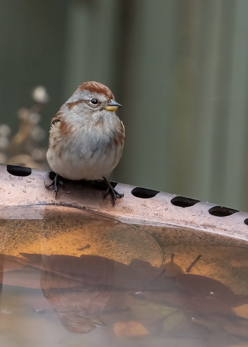 Пасовник північний - ML646084240