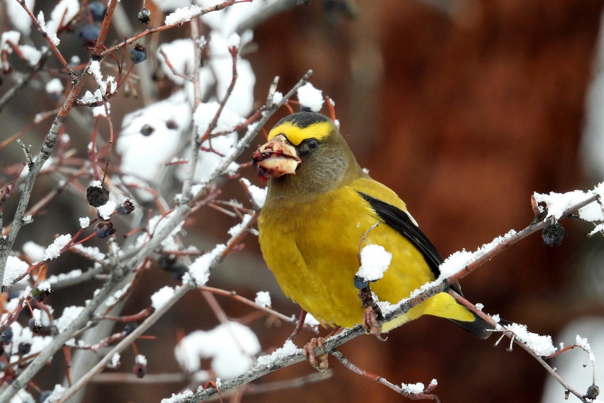 Evening Grosbeak - ML646084245