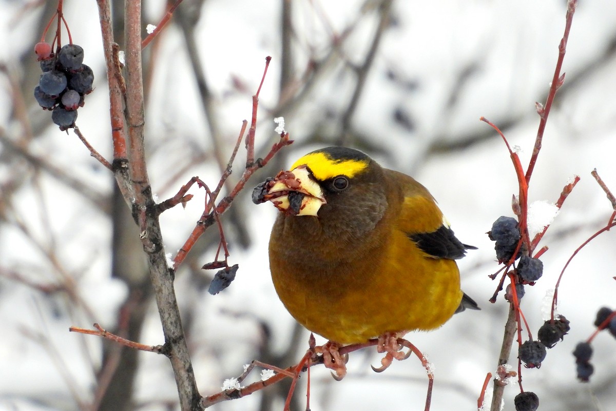 Evening Grosbeak - ML646084250
