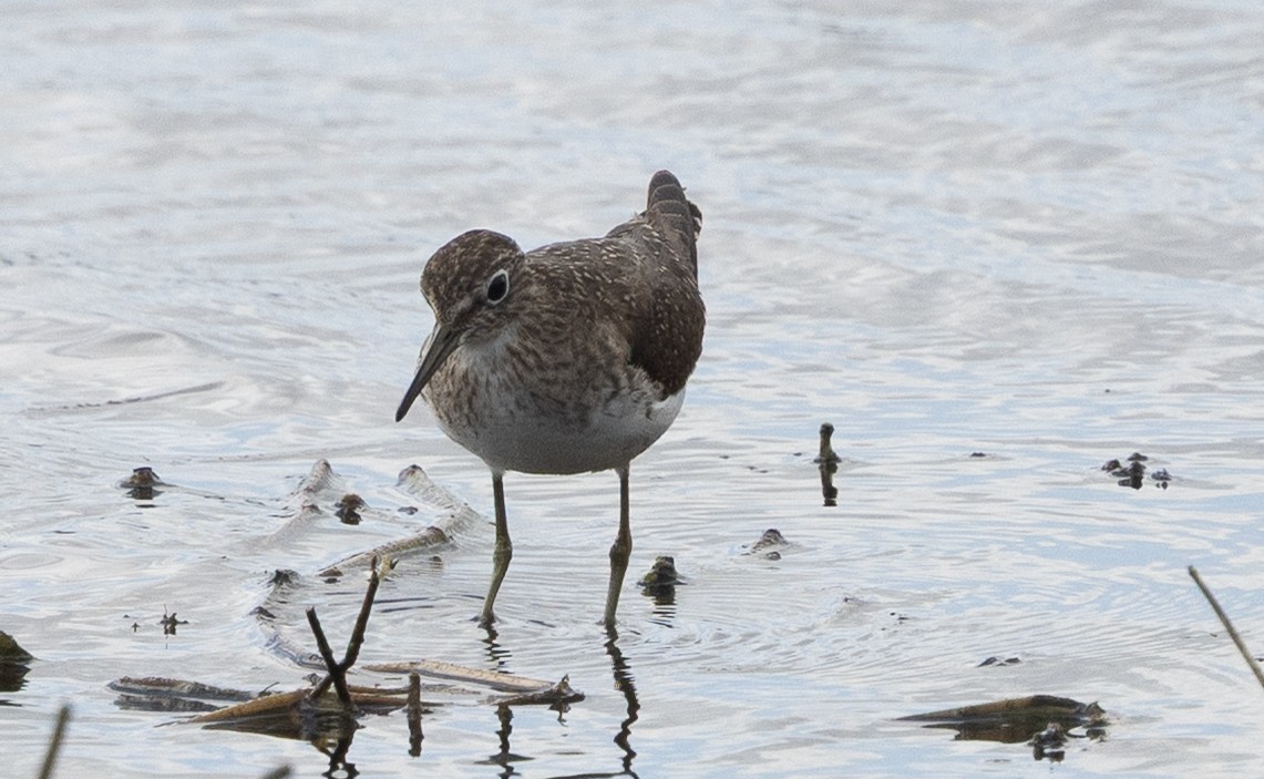 Solitary Sandpiper - ML646084251