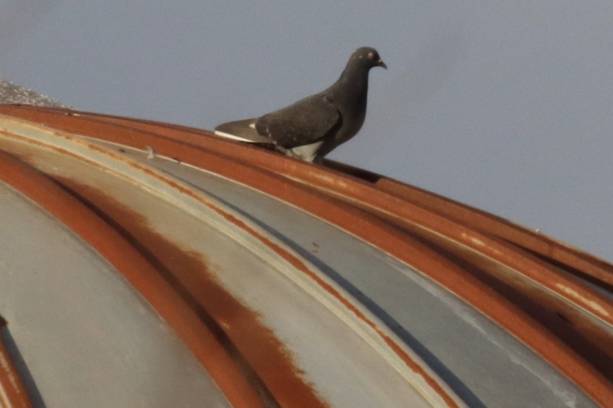 יונת בית - ML646084252