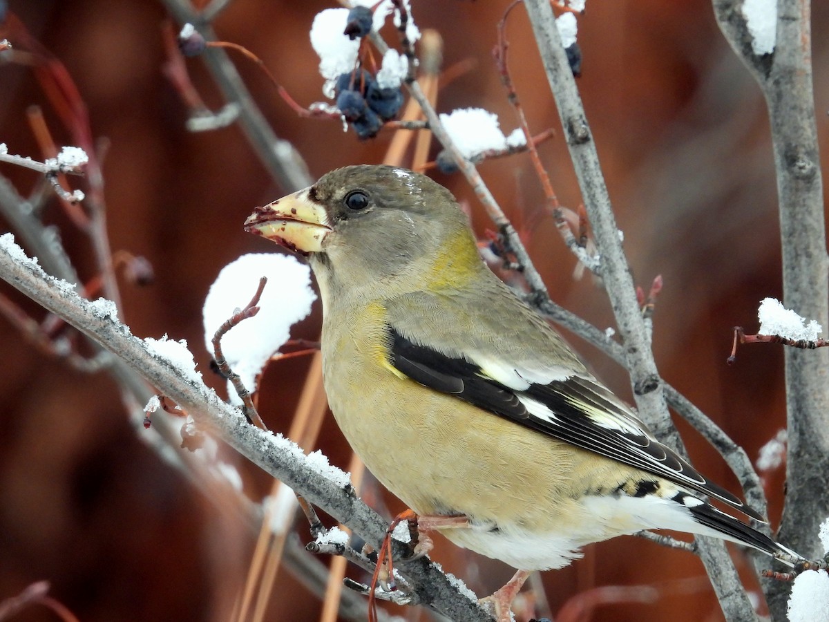 Evening Grosbeak - ML646084260