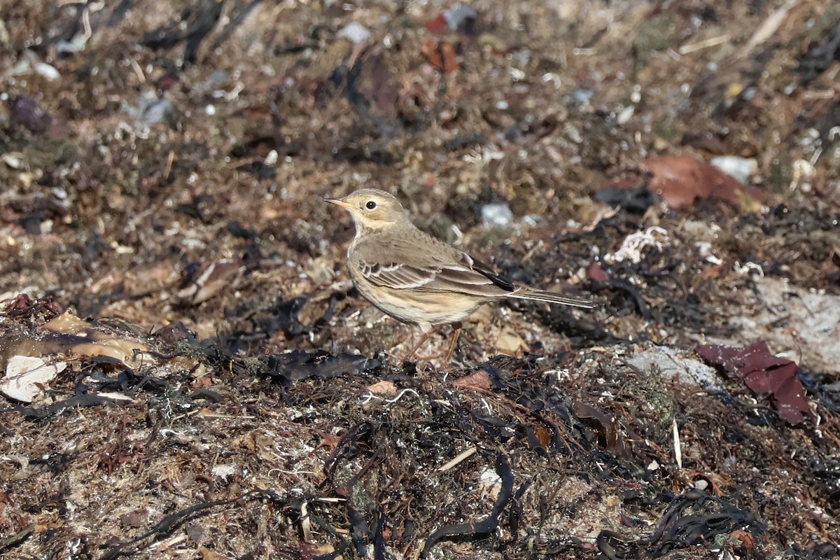 Amerika İncirkuşu - ML646084262